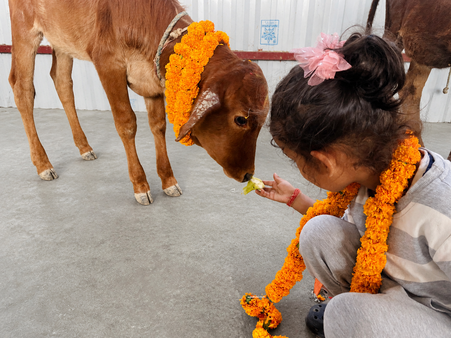 Healthy calf at Vedic Farm