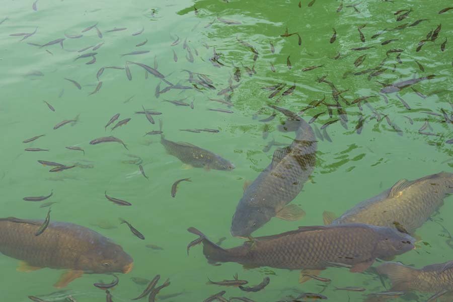 Fresh fish from our pond