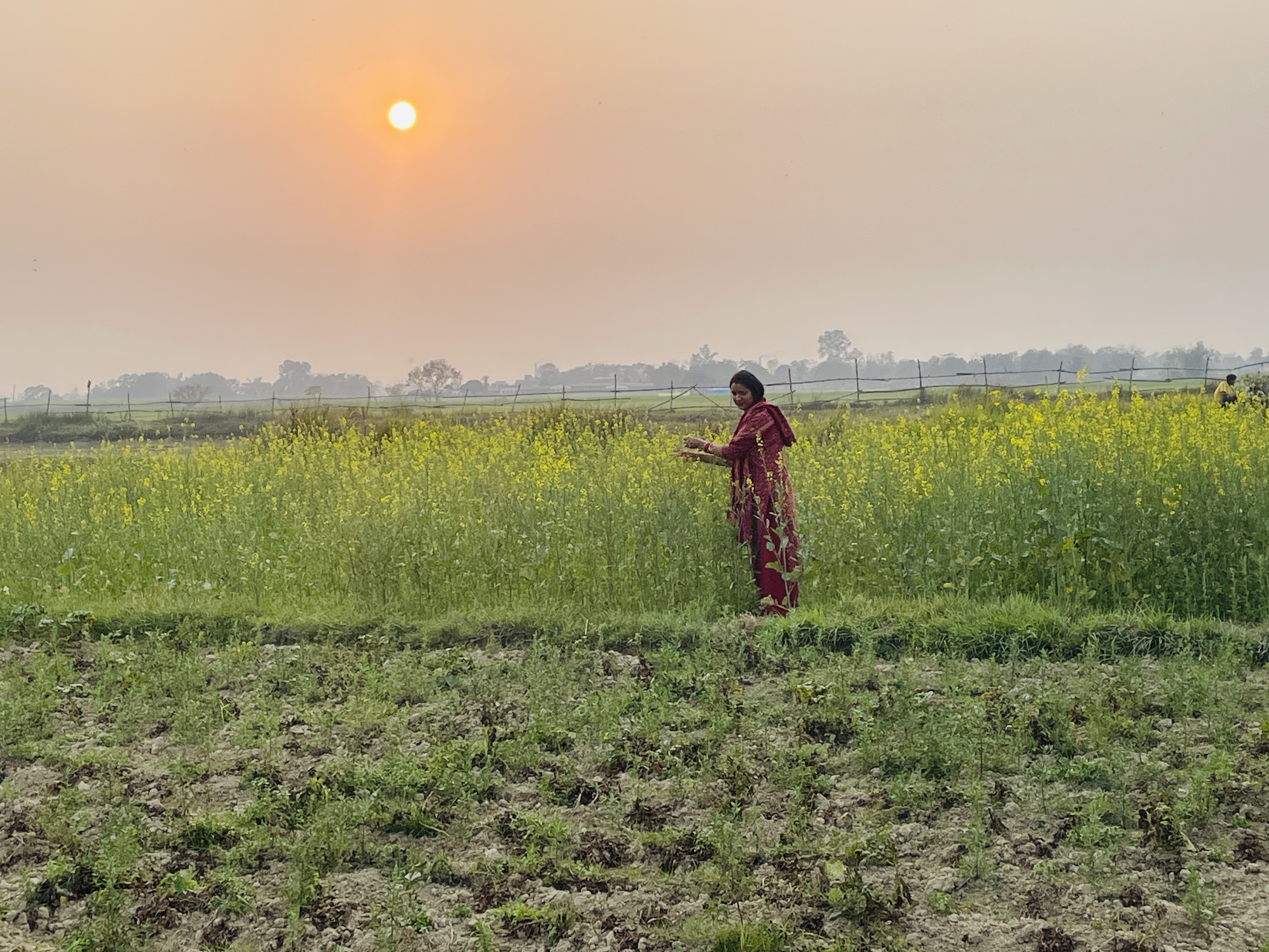 Mustard field at Vedic Farm
